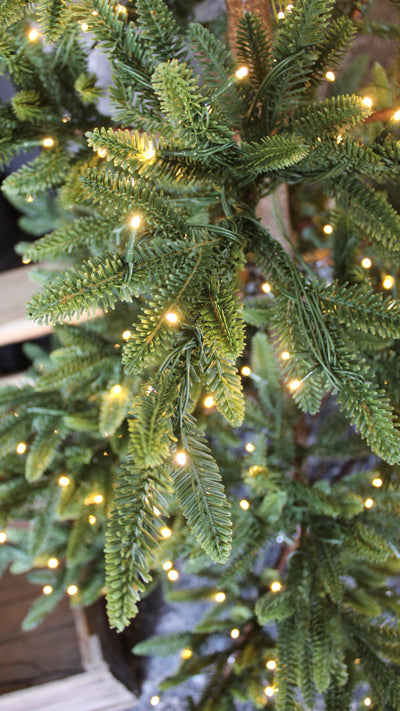 7’ Balsam Fir Tree