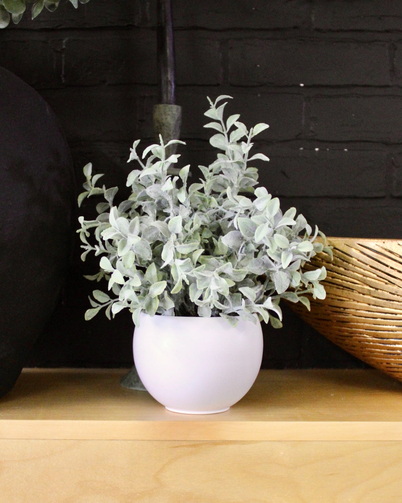 Potted Tea Leaf Plant
