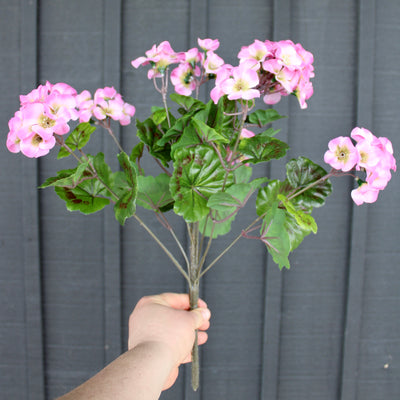 Upright Geranium Bush Pink