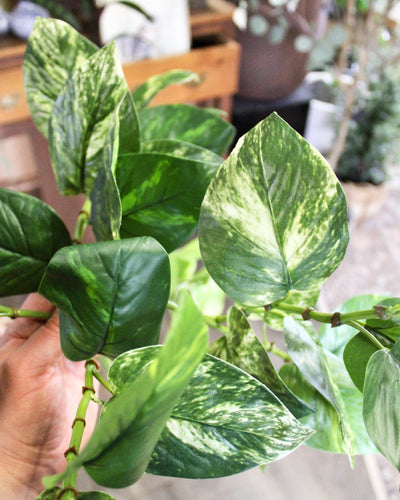 Pothos Hanging Bush