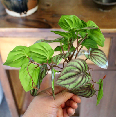 Watermelon Peperomia Bush