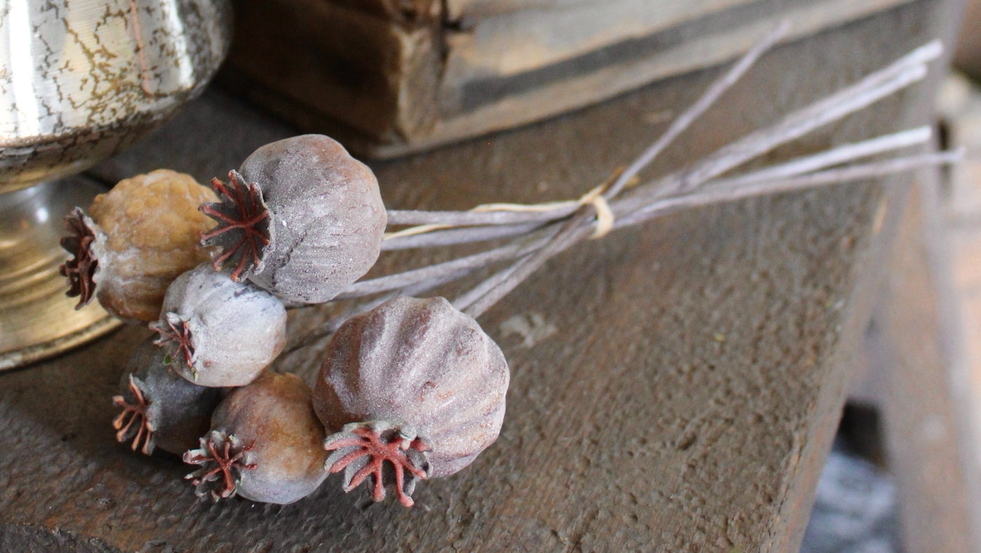 Eucalyptus Pods