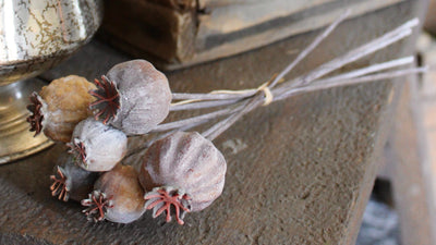 Eucalyptus Pods