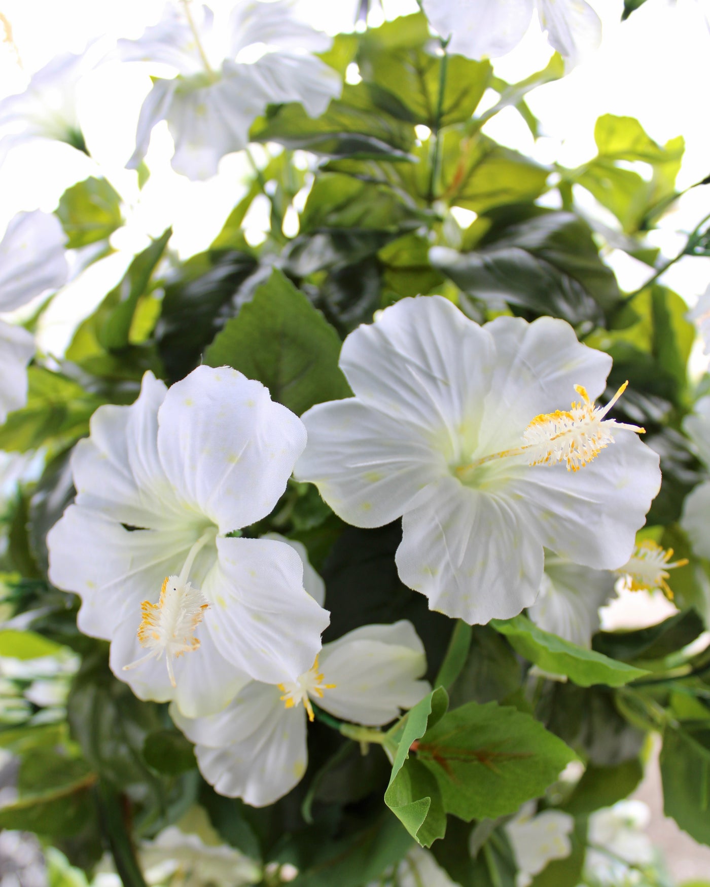 Hibiscus Hanging Basket White