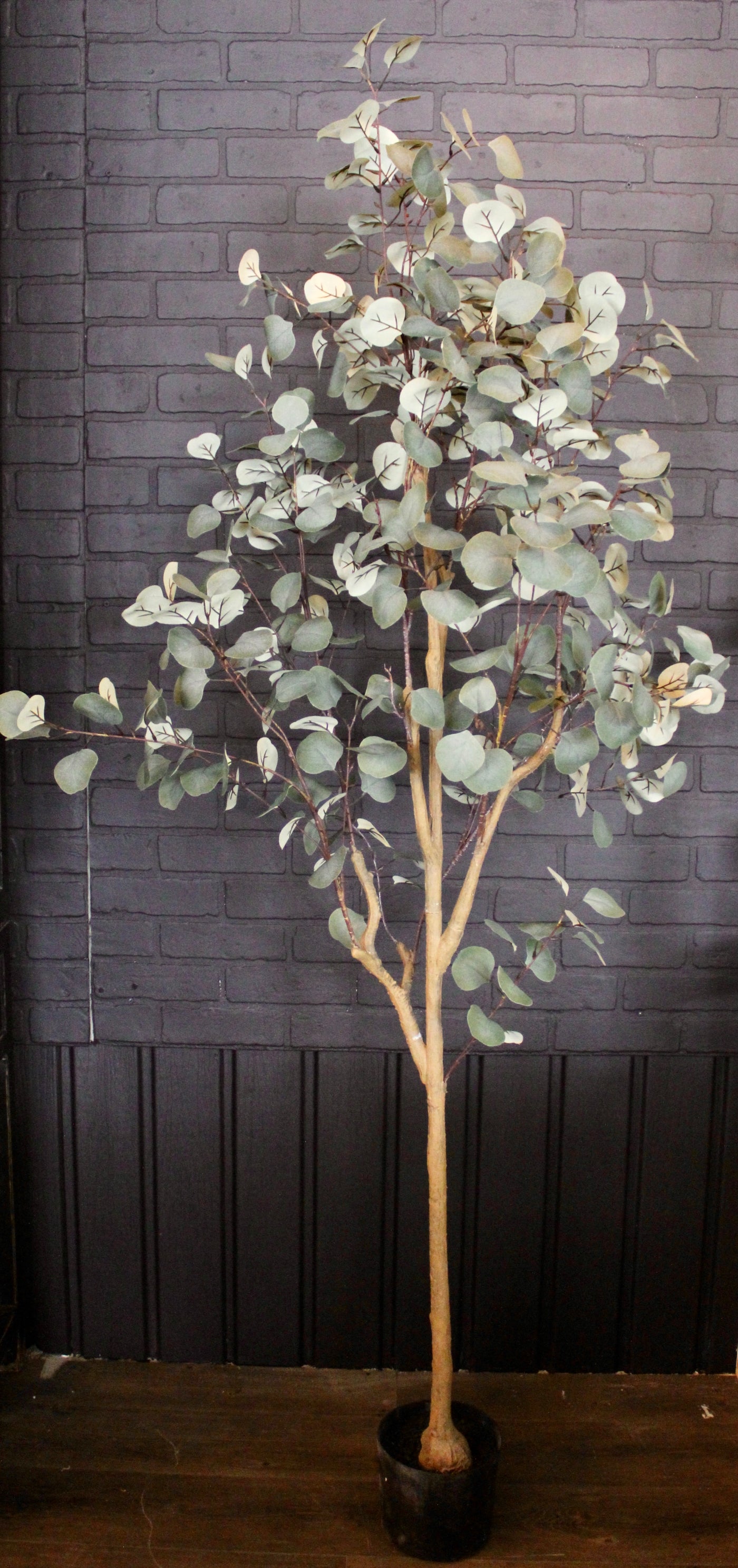 Eucalyptus Tree