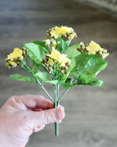 Kalanchoe Bushes