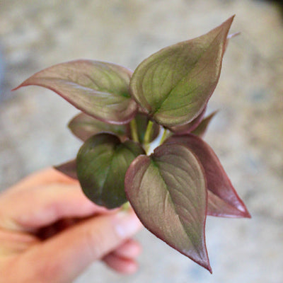 Mini Burgundy Philo Sprig