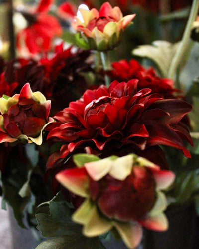 Burgundy Dahlia Spray