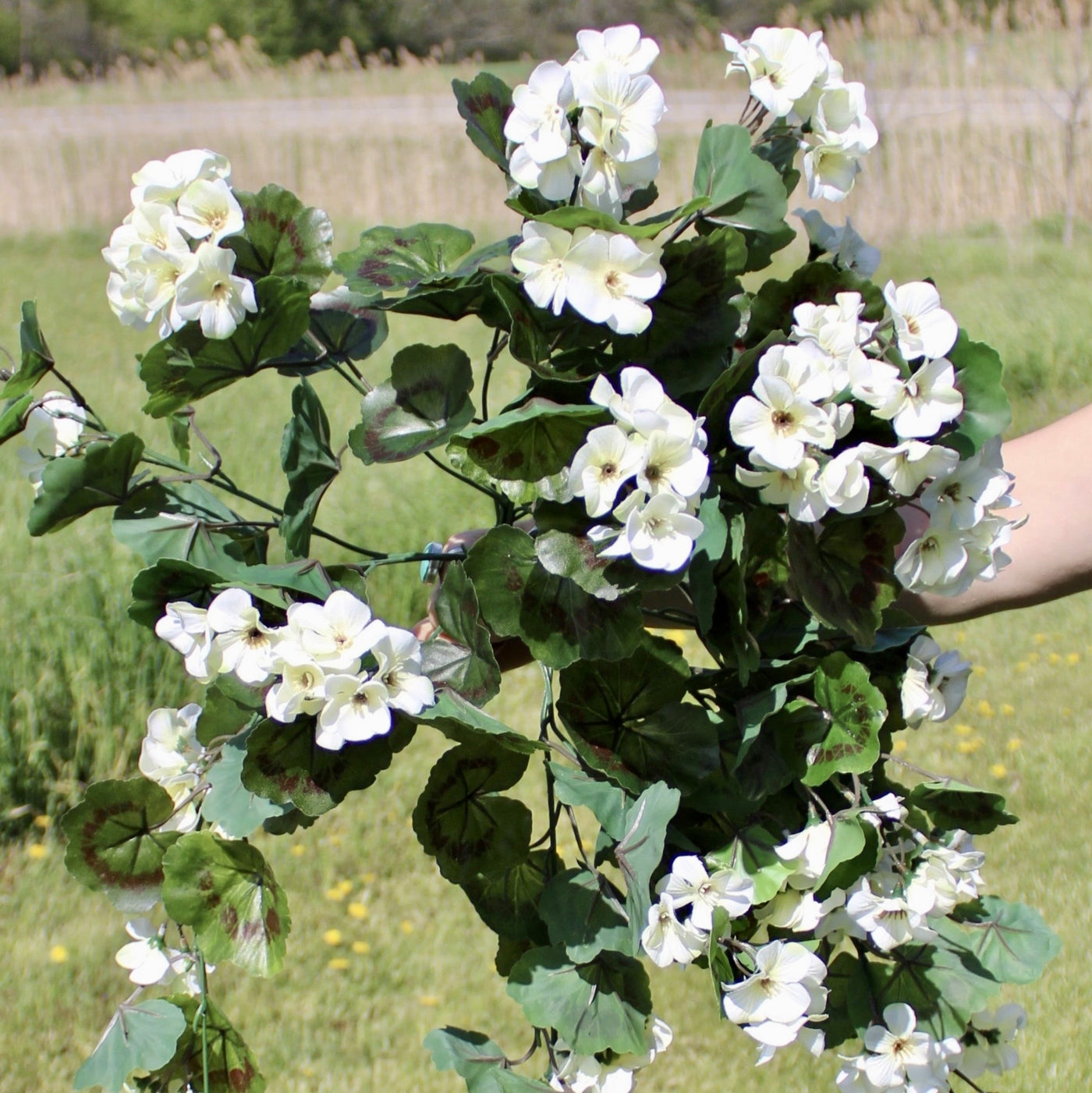 White Geranium Vine