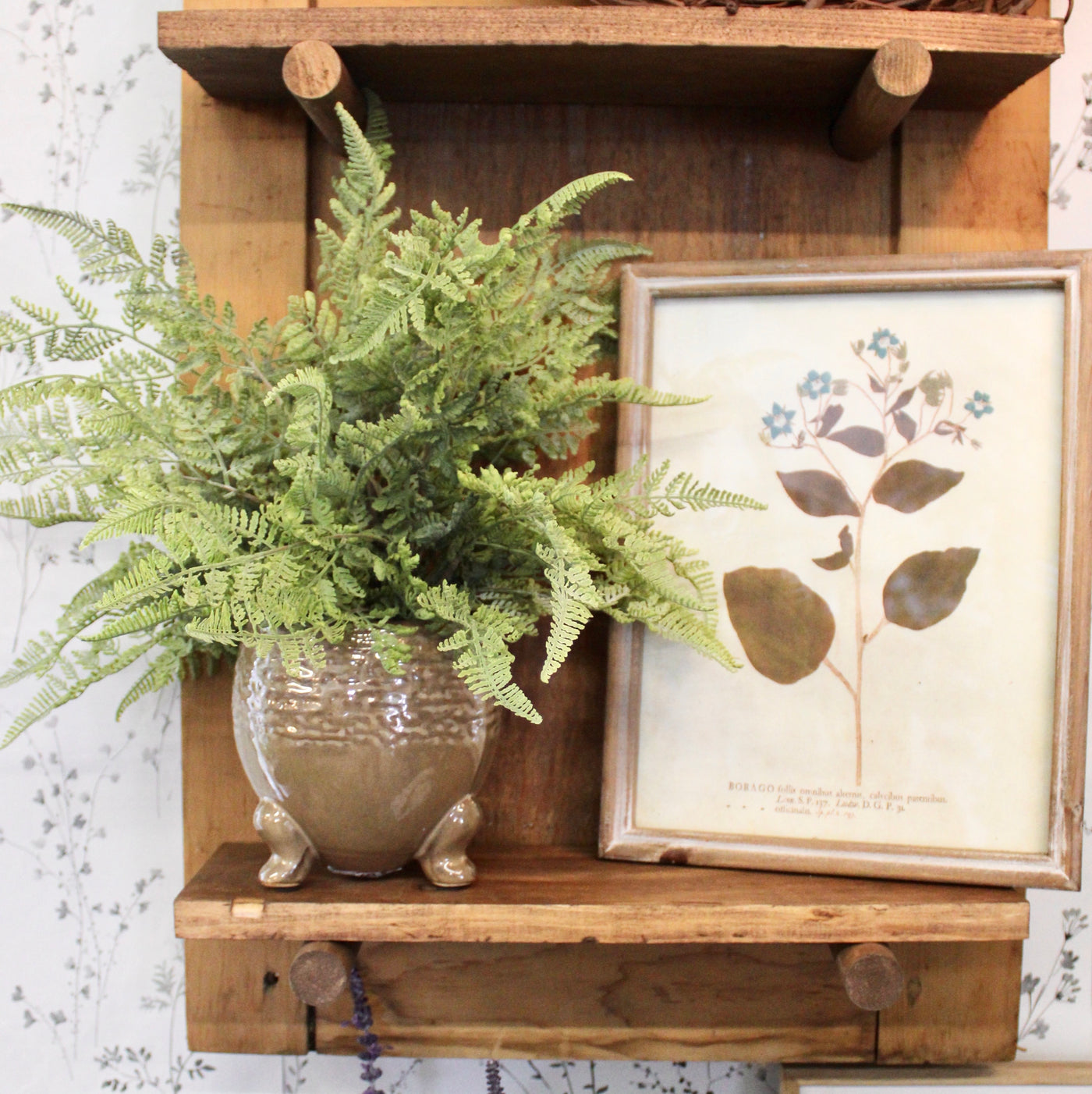 Potted Lace Fern