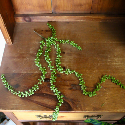 String of Pearls Succulent