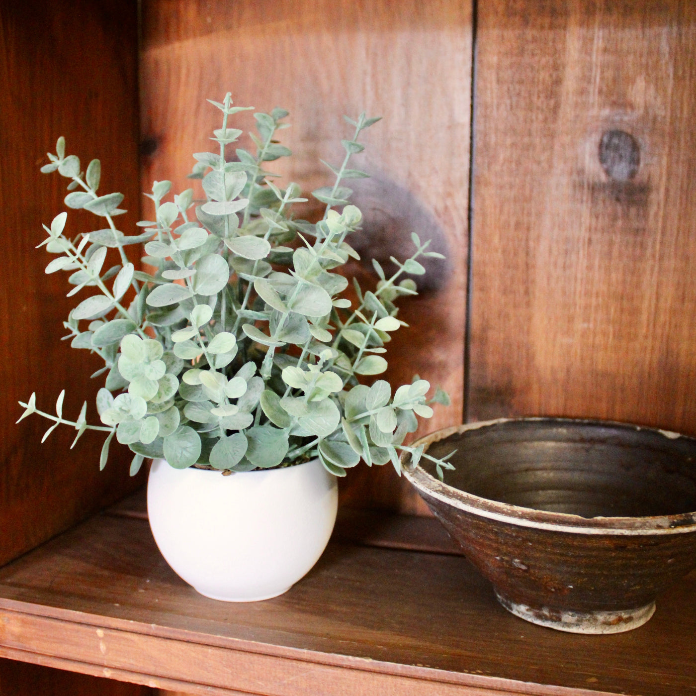 Potted Mini Eucalyptus Bush