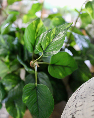 Potted Pothos Hanging Bush