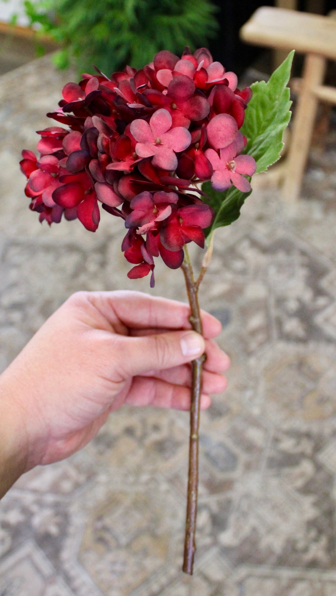 Burgundy Hydrangea Stem