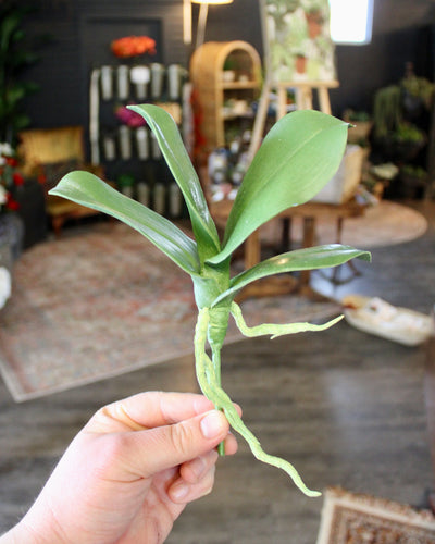 Phalaenopsis Orchid Leaf (small)