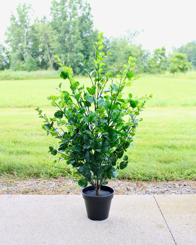 3’ Eucalyptus Bush