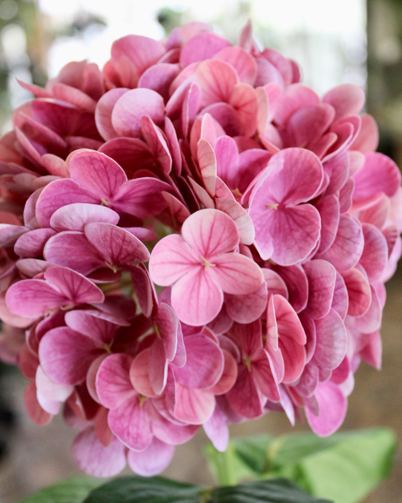 Magenta Hydrangea Stem
