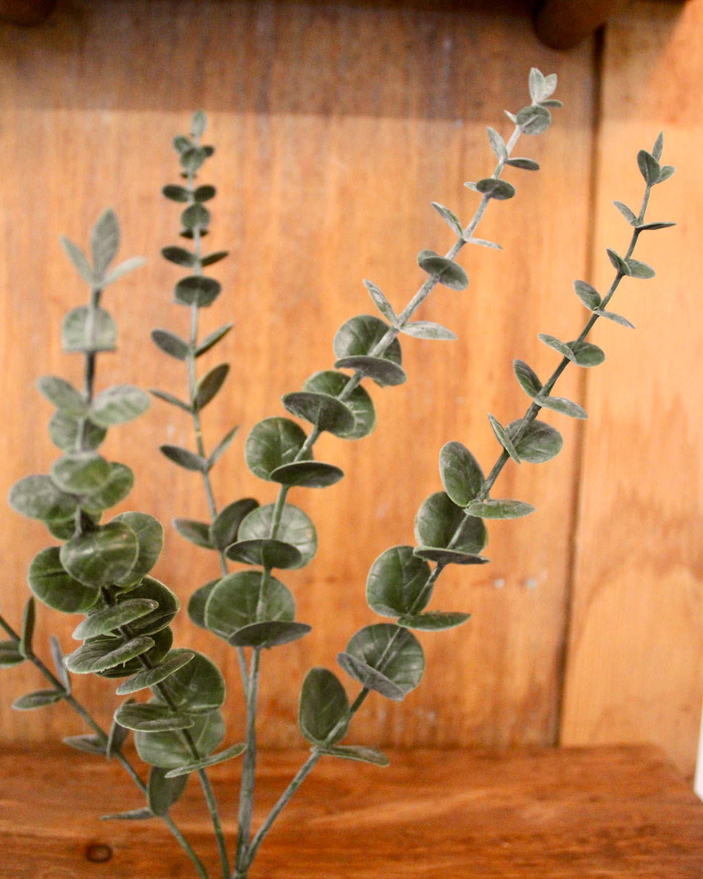 Eucalyptus Spray