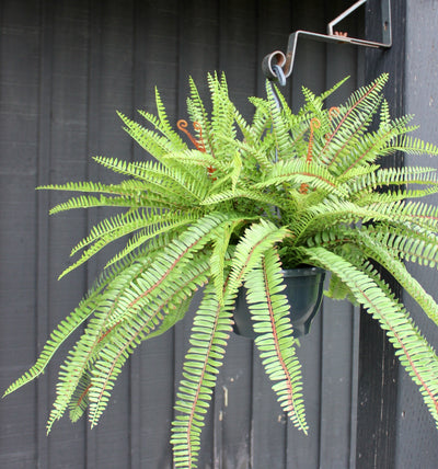 Sword Fern Hanging Basket/Drop-In