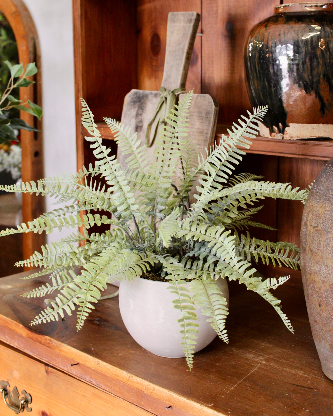 Potted Sword Fern