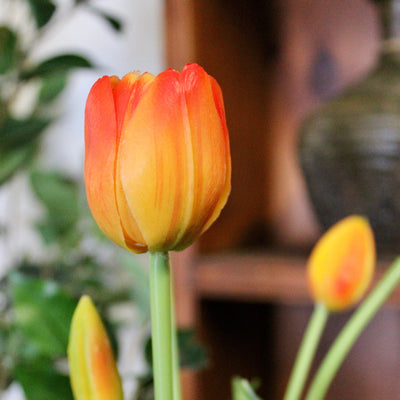 Orange Tulip Bundle (5 Stems)