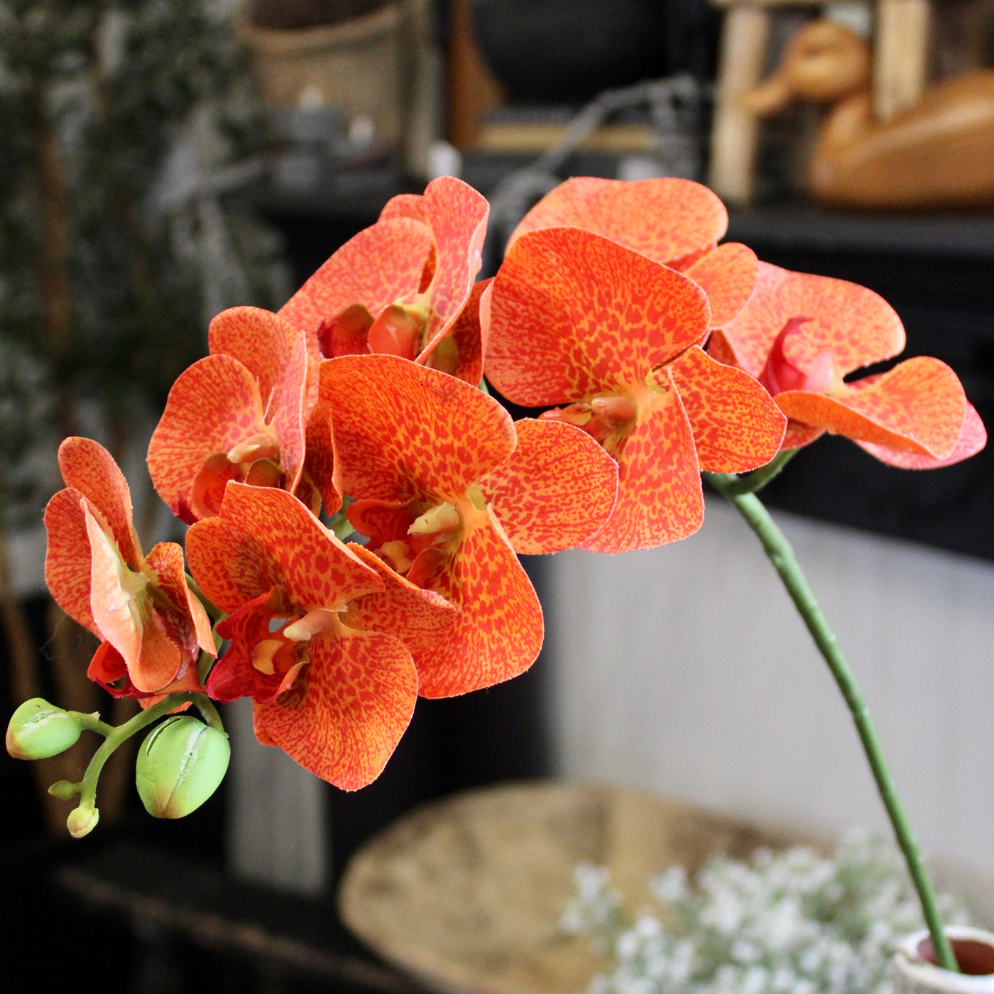 Orange Phalaenopsis Orchid