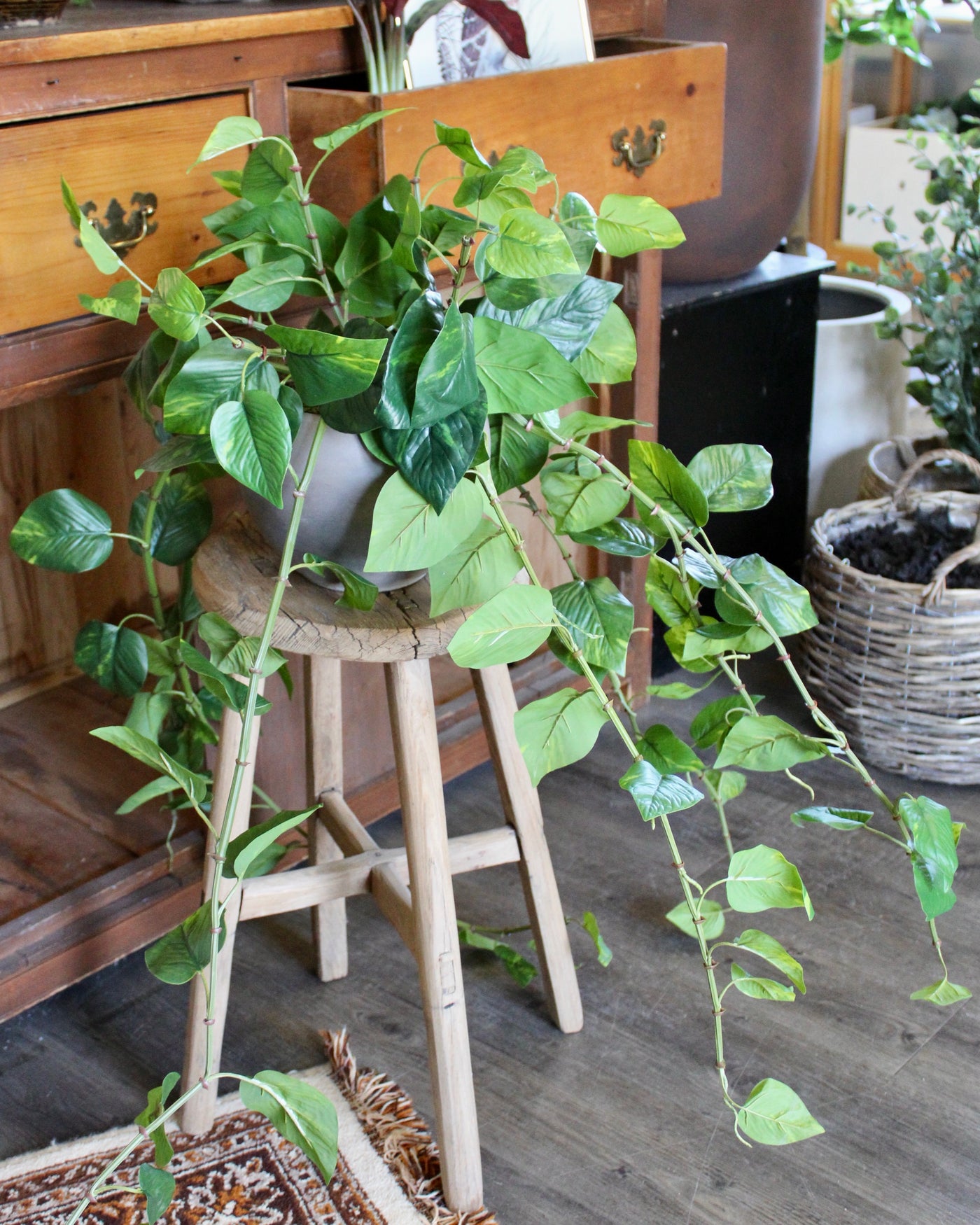 Large Pothos Hanging Bush