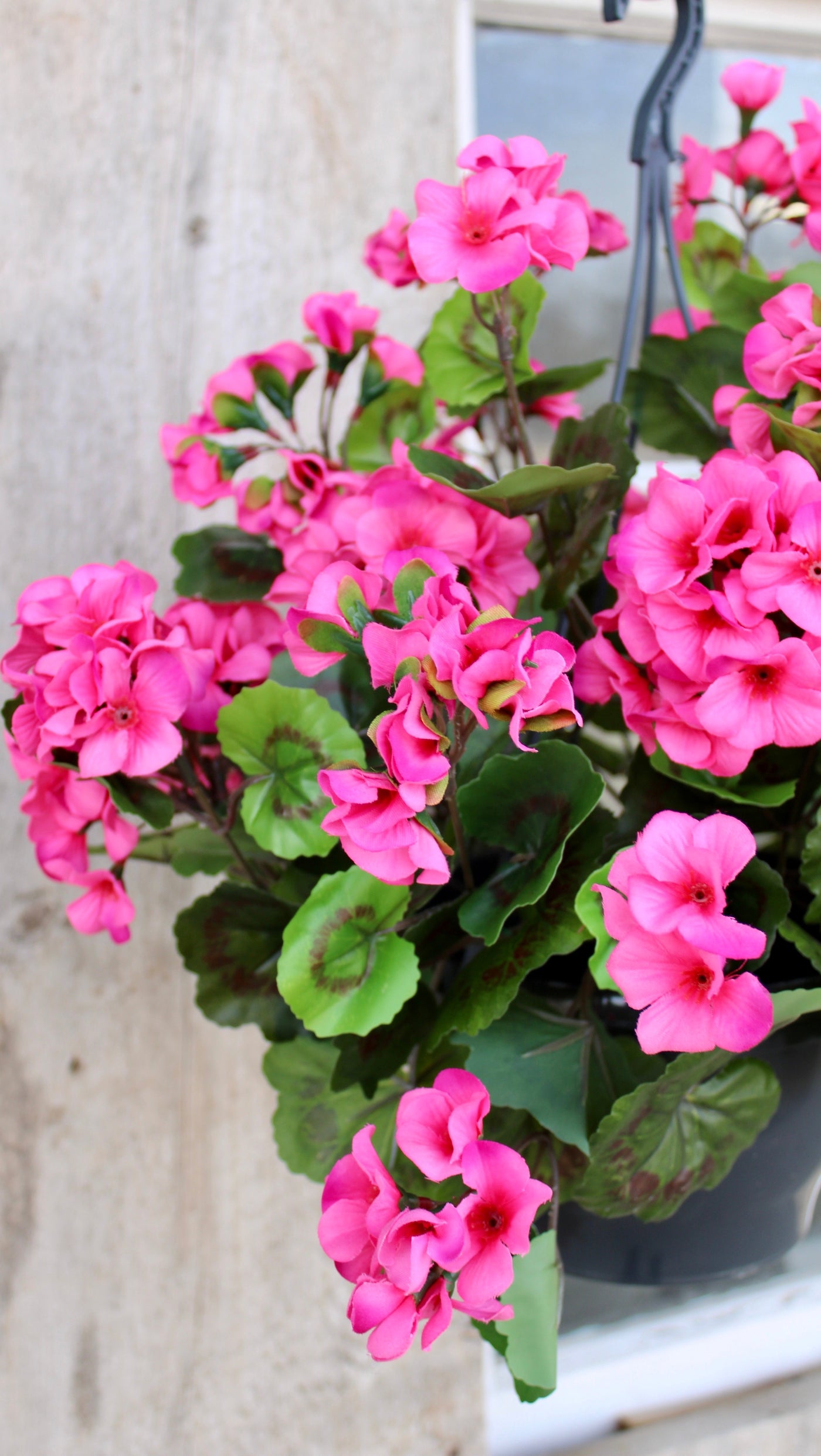 Upright Geranium Hanging Basket