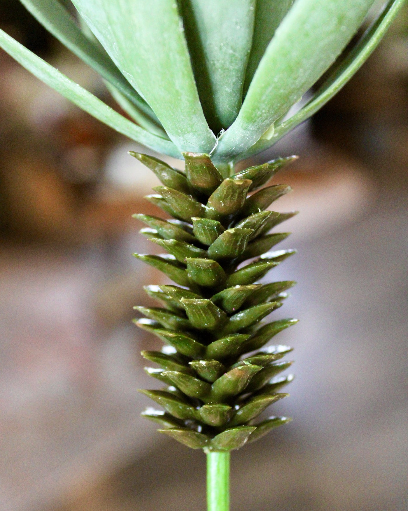 Desert Yucca