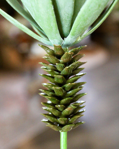 Desert Yucca