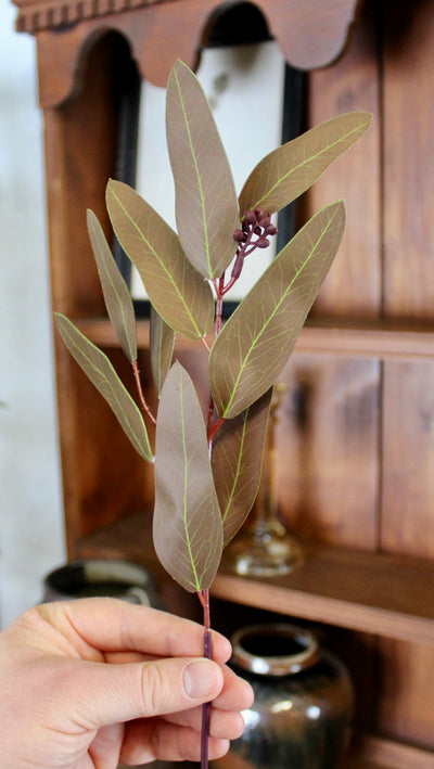 Brown Willow Eucalyptus Stems