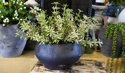 Potted Purslane Plants