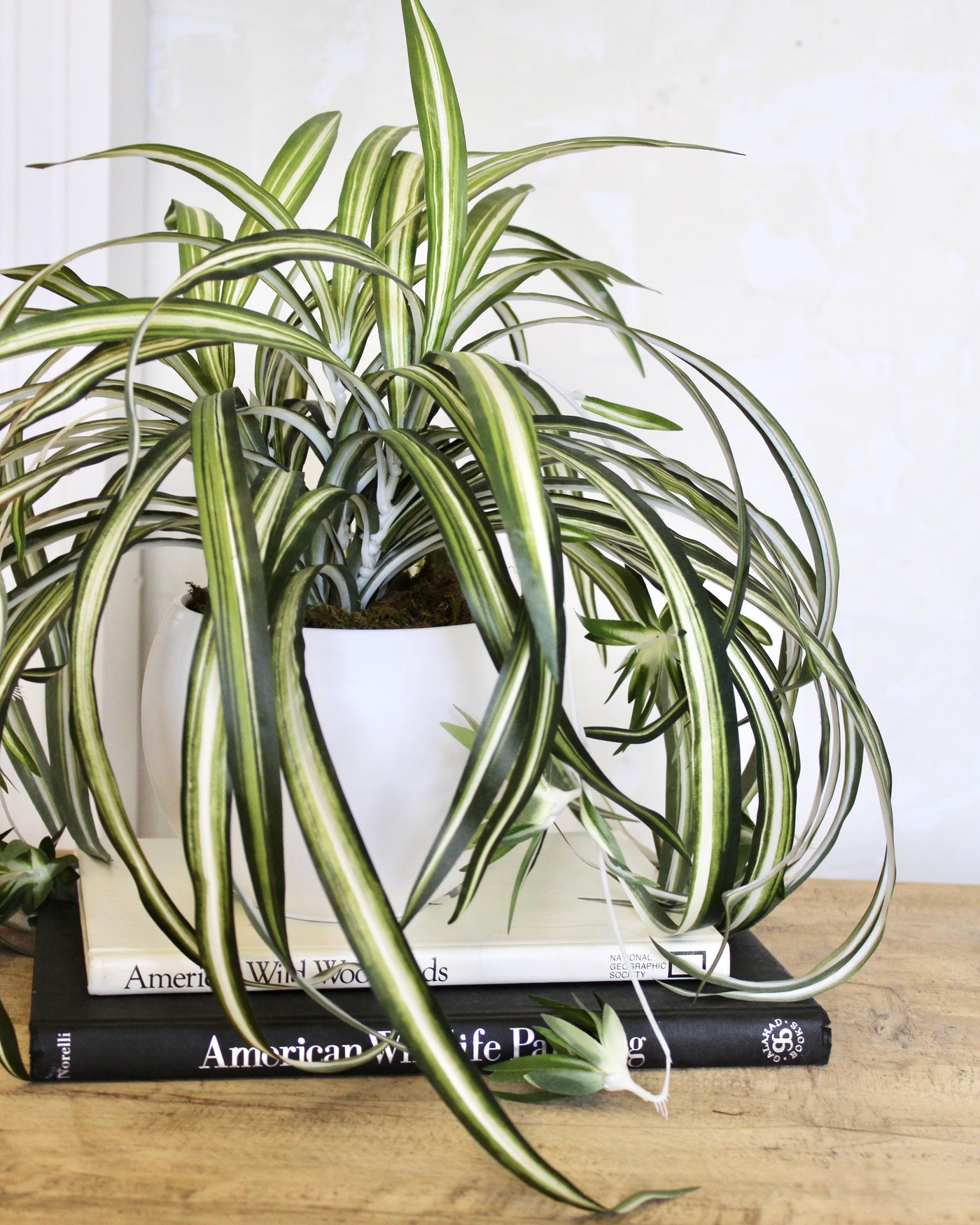 Potted Spider Plant