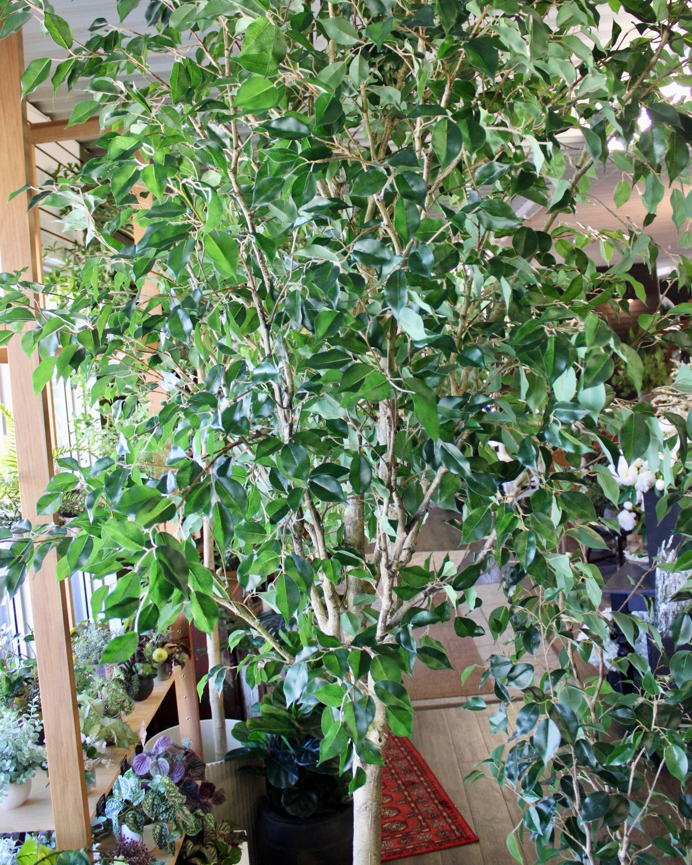 10’ Ficus Tree