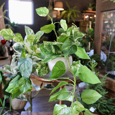 Potted Pothos Hanging Bush