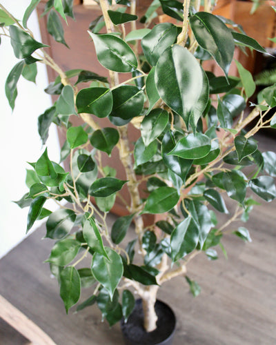 6’ Benjamina Ficus Tree