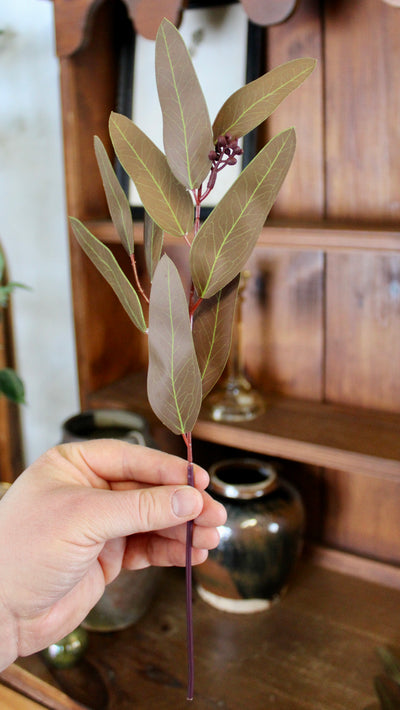 Brown Willow Eucalyptus Stems