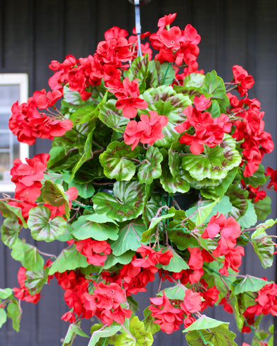 Red Geranium Hanging Basket