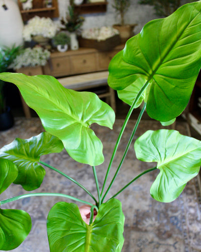Taro Plant