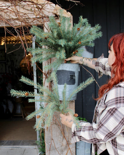 Colorado Spruce Bush