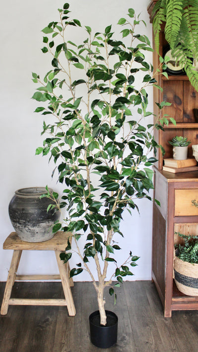 6’ Benjamina Ficus Tree