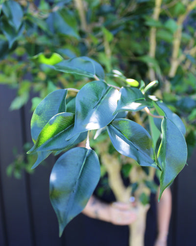 10’ Ficus Tree