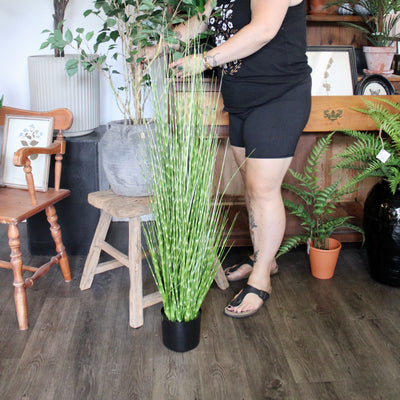 48” Potted Zebra Grass