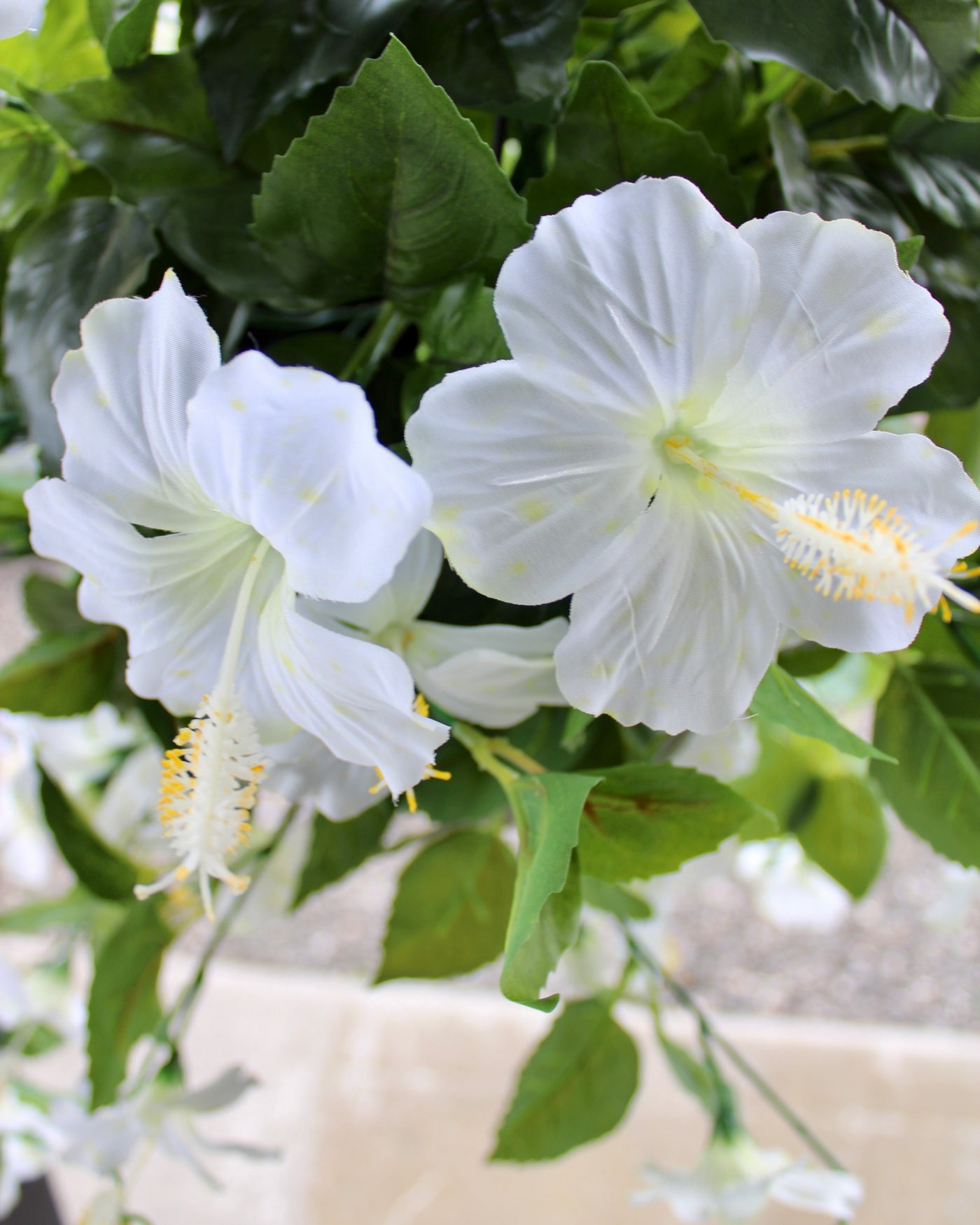 Hibiscus Hanging Basket White