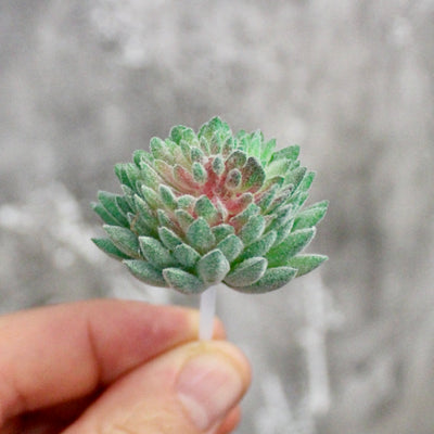 Assorted Mini Succulents