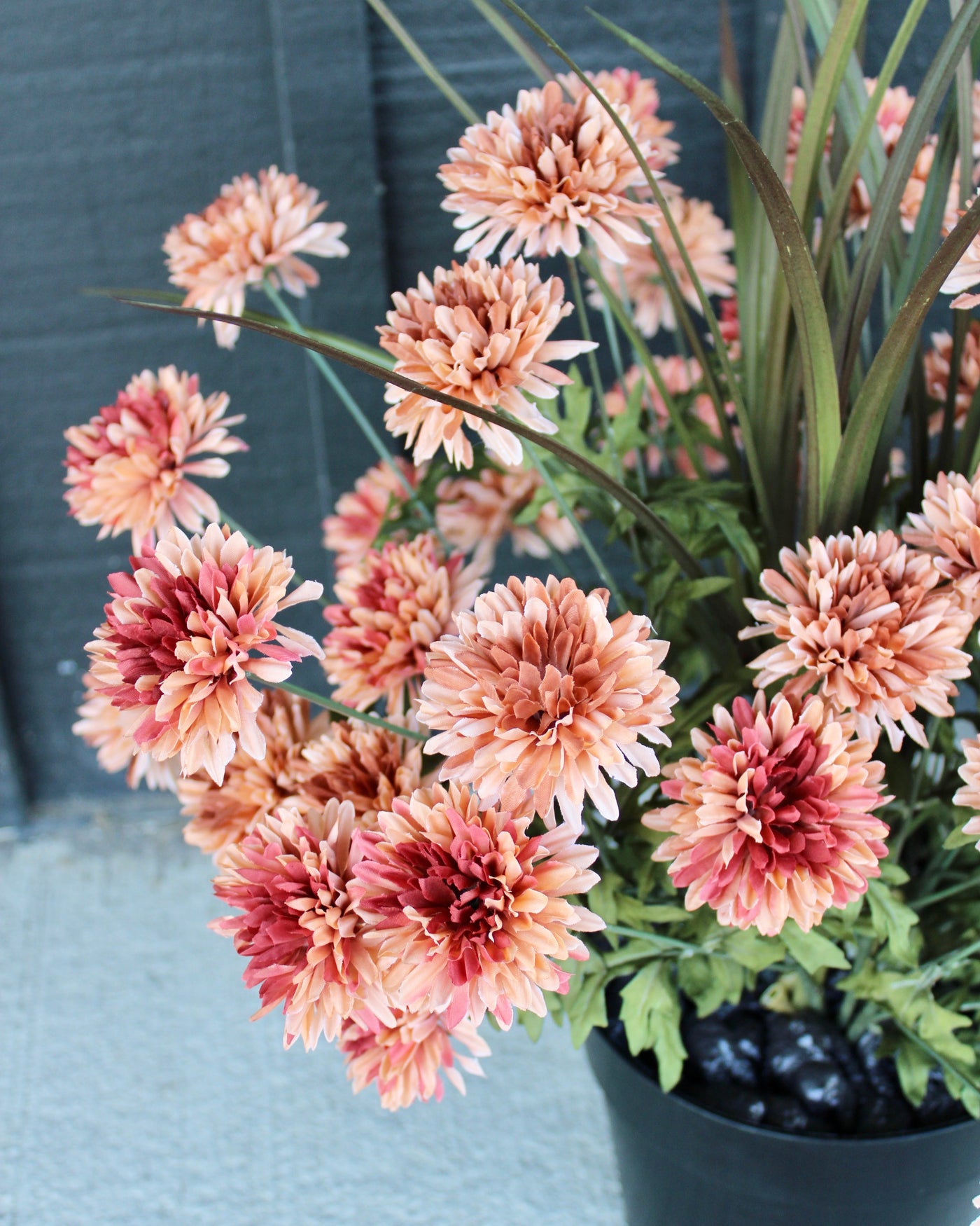 Apricot Mum “Drop-In”