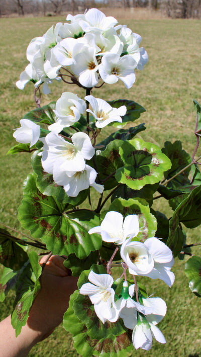 Upright Geranium Bush White