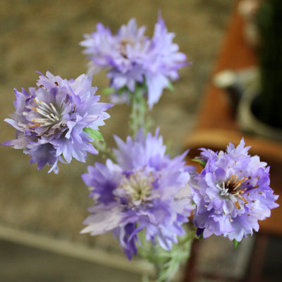 Purple Cornflower Stem
