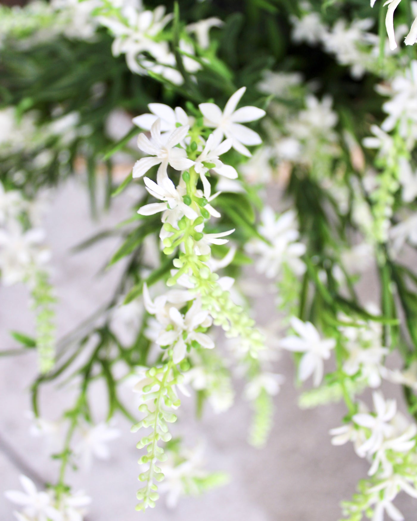 Sweet Veronica Bush White