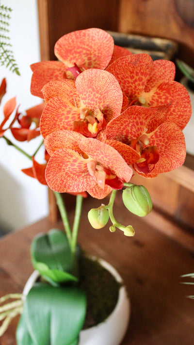 Potted Orange Phalaenopsis Orchids